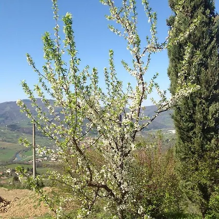 Prato Barone * Rufina